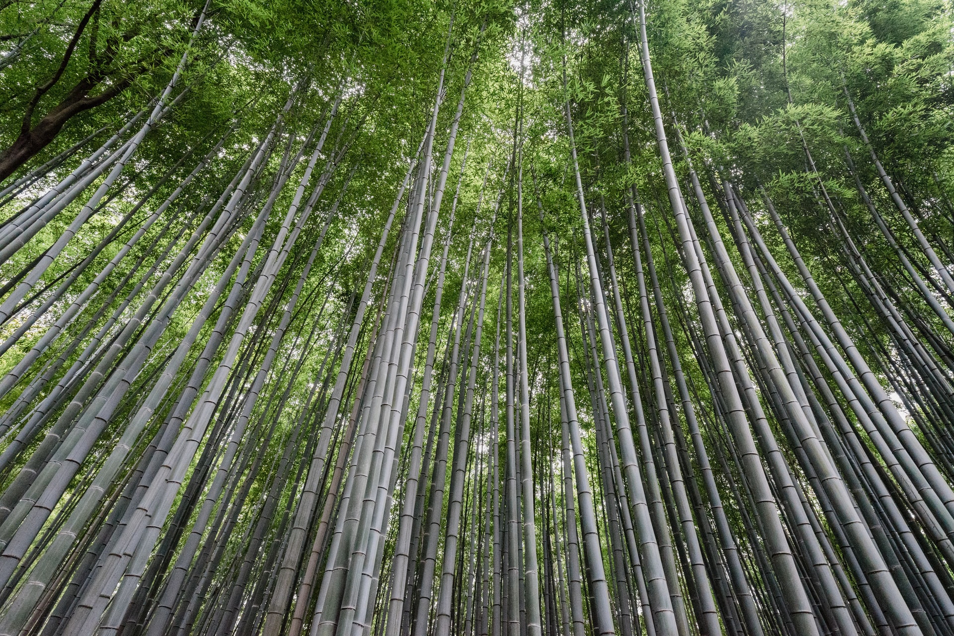 Comment appréhender l'usage du bambou dans la conception et la réalisation d'ossature et de mobilier?